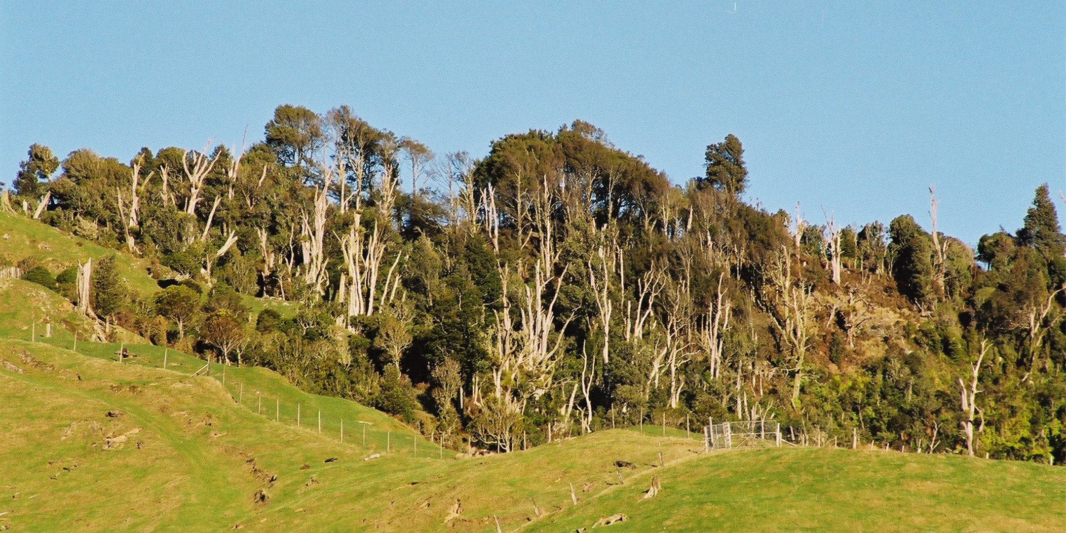 Pūkaha Mount Bruce Pest Control Buffer Strategy