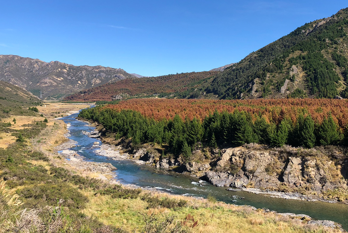 Be Bold: the conifers are spreading, so why isn’t the money?