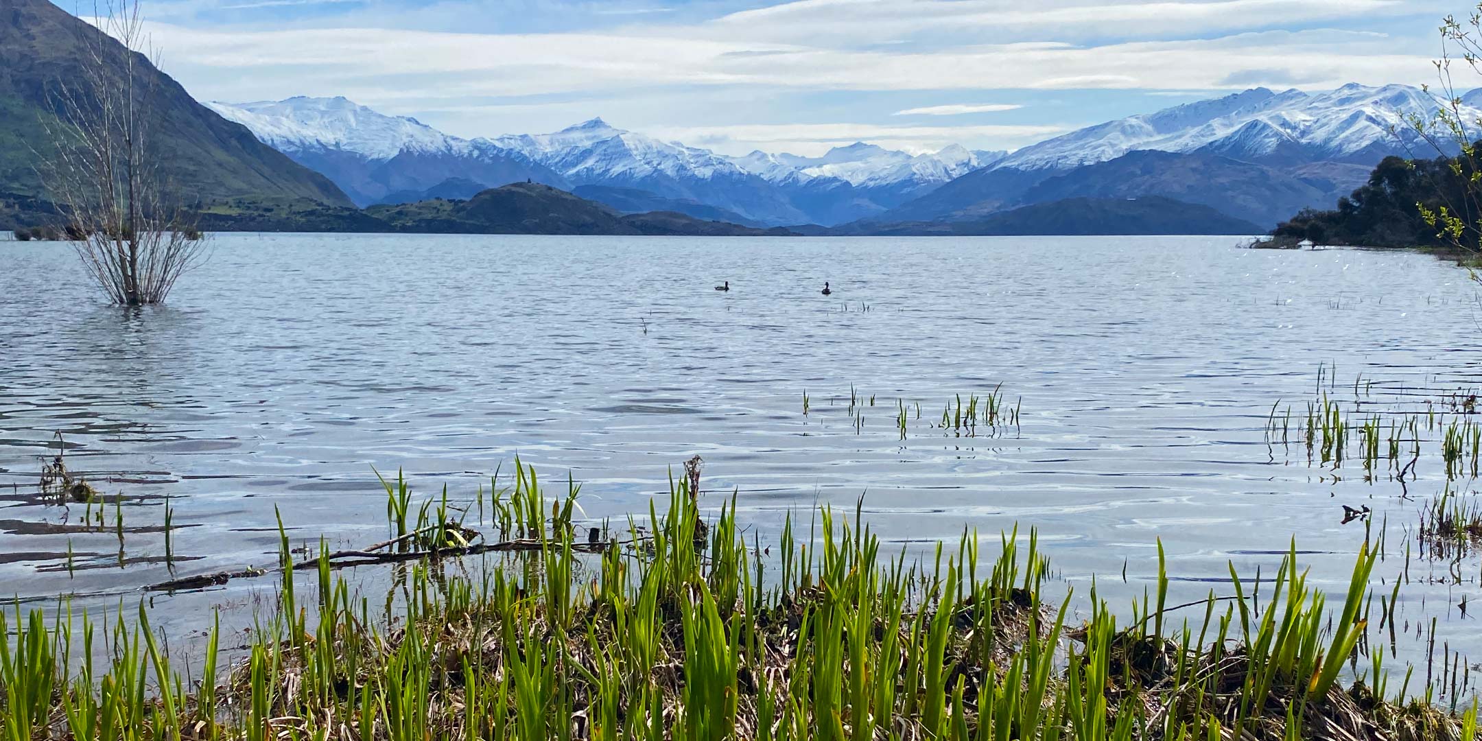 Otago Yellow Flag Iris Surveillance