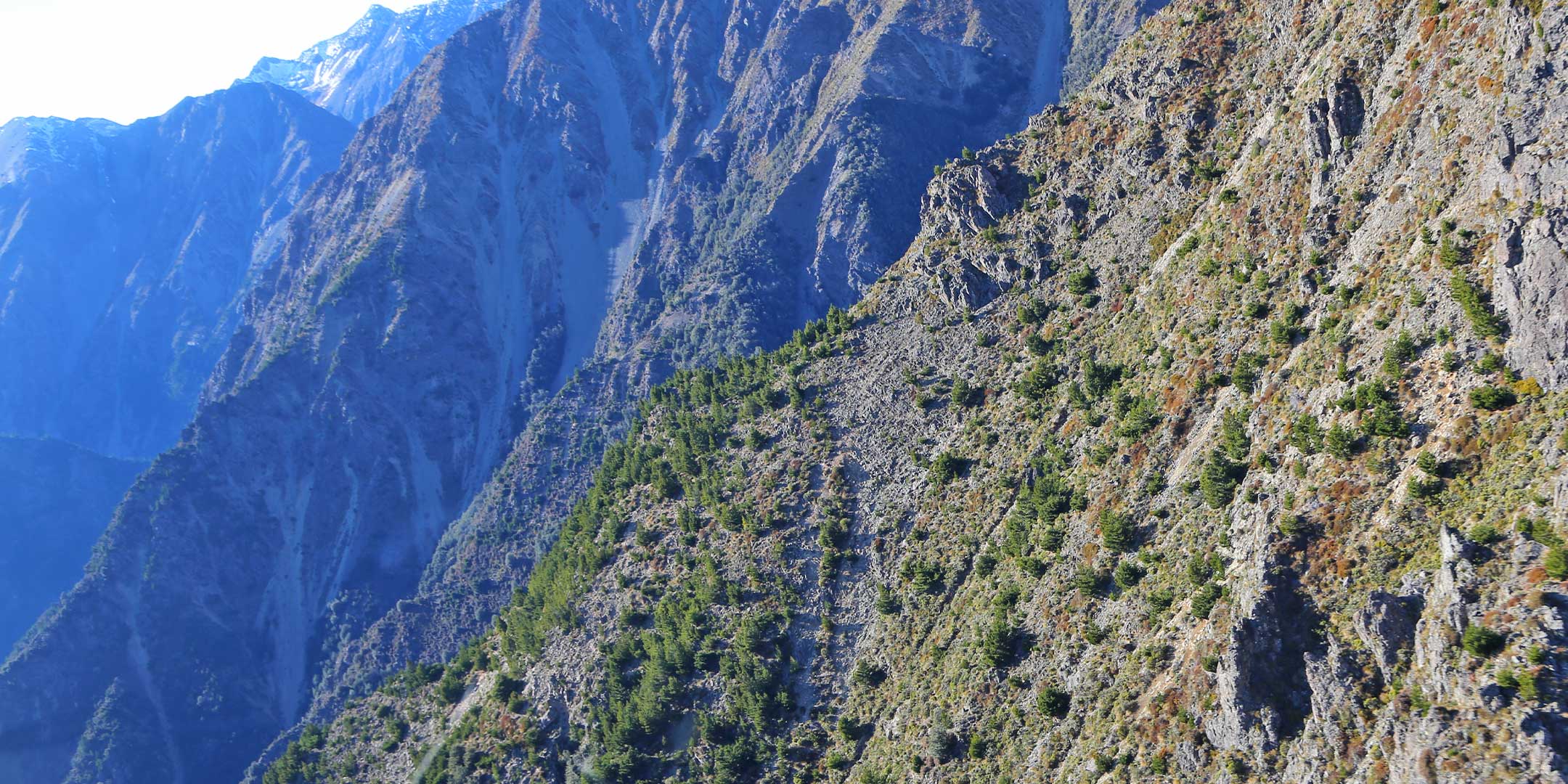 Molesworth / Rangitahi Wilding Conifer Control Programme