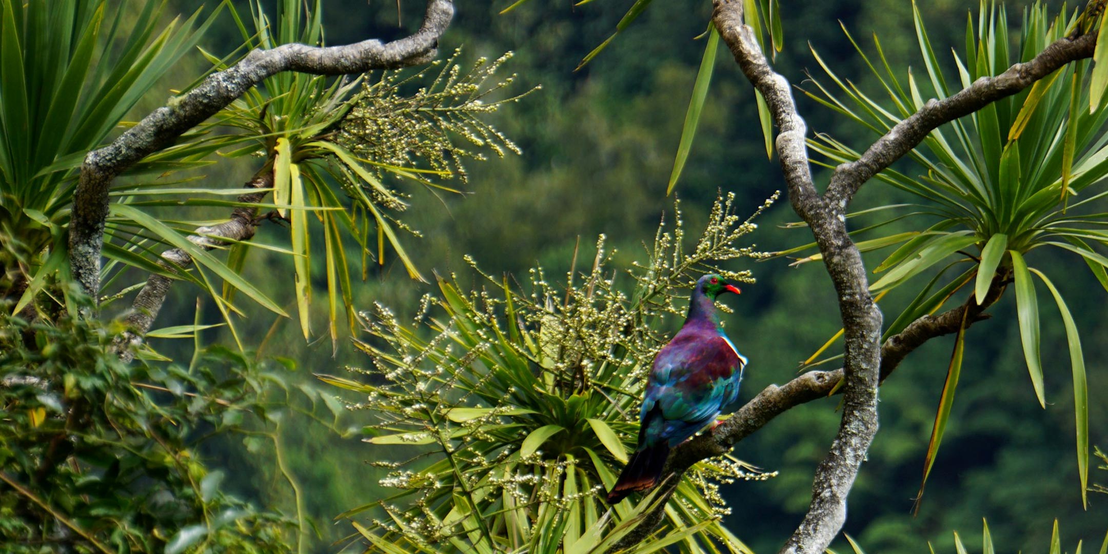 Māhia Peninsula Predator Eradication Feasibility Analysis