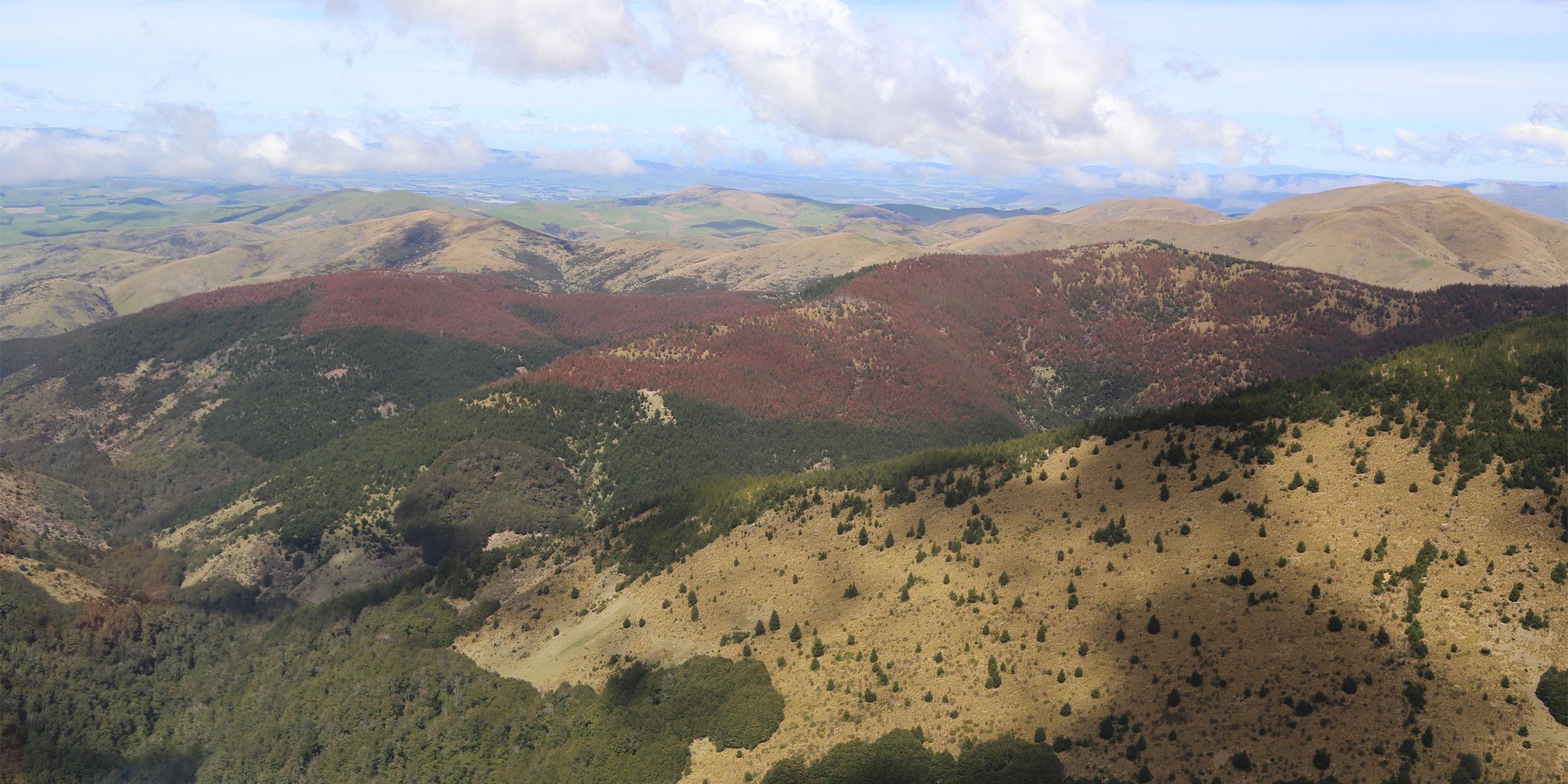 Mid Dome Wilding Trees Eradication Programme