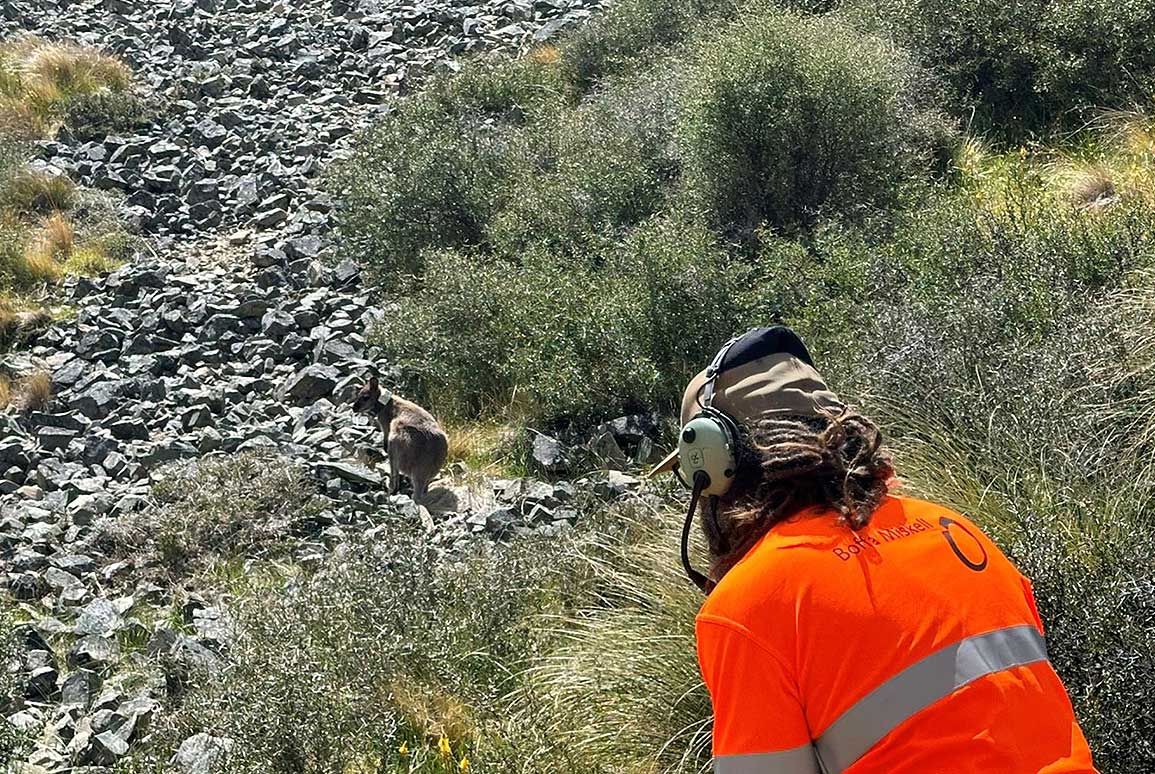 ‘Undercover agent’ wallabies are released in South Canterbury